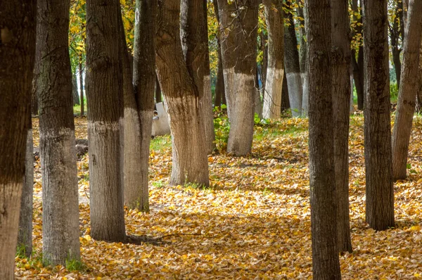 Otoño en el parque, tilos cayeron hojas amarillas —  Fotos de Stock