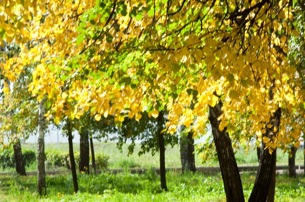 Gaussiaanse vervaging. Herfst in het park, lindebomen omgevallen bladeren y — Stockfoto