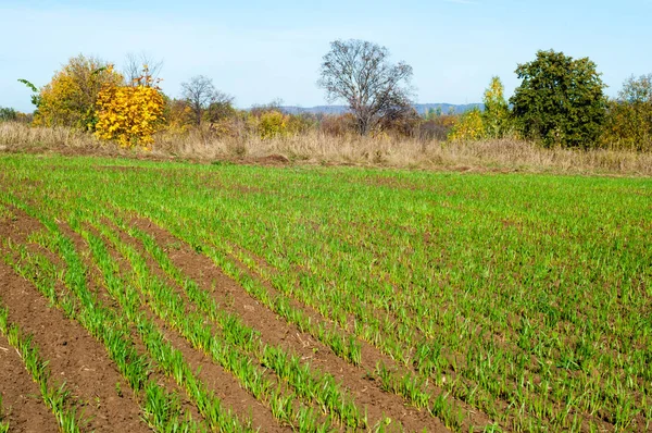 Осінь, пагони озимих культур зернових — стокове фото
