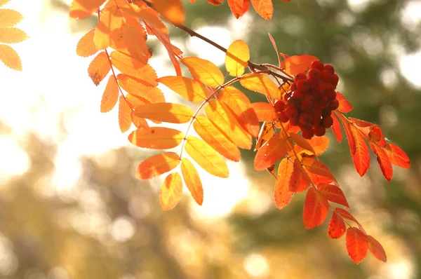 Herbst — Stockfoto