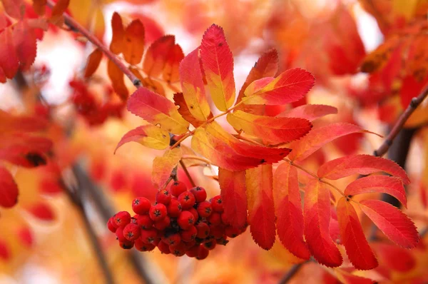 Herfst — Stockfoto