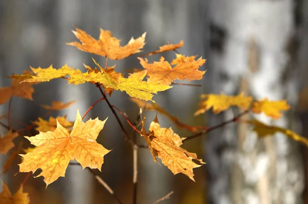 Autumn — Stock Photo, Image