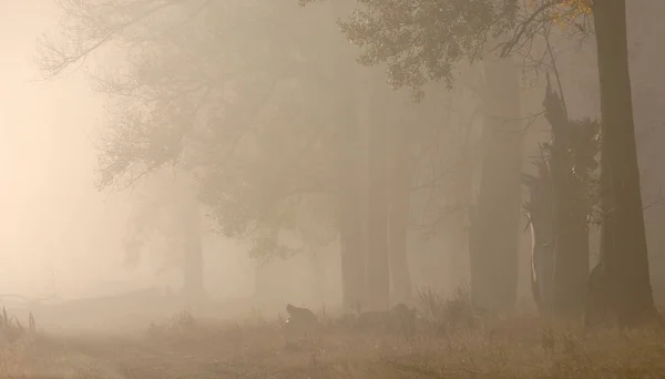 Autunno — Foto Stock