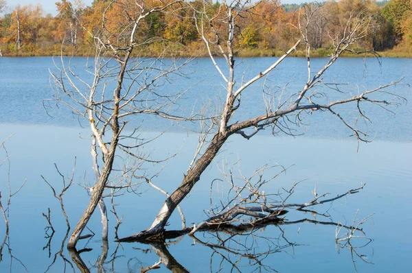 Фолл-Ривер, Осенние деревья в золоте — стоковое фото