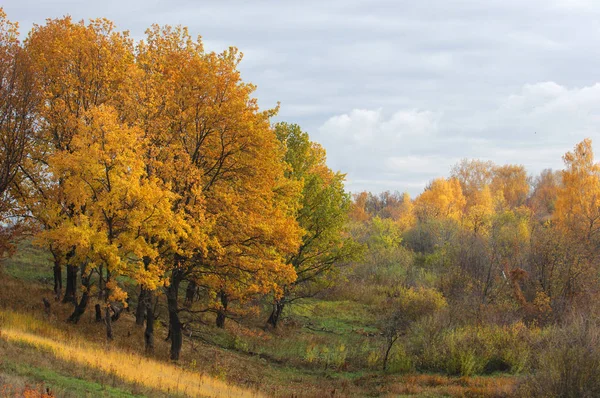 Wspaniały Czas Jesieni Złoty Liść Ciepłe Dni — Zdjęcie stockowe