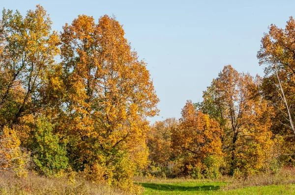 Podzimní krajina. Velký dub podzimní — Stock fotografie