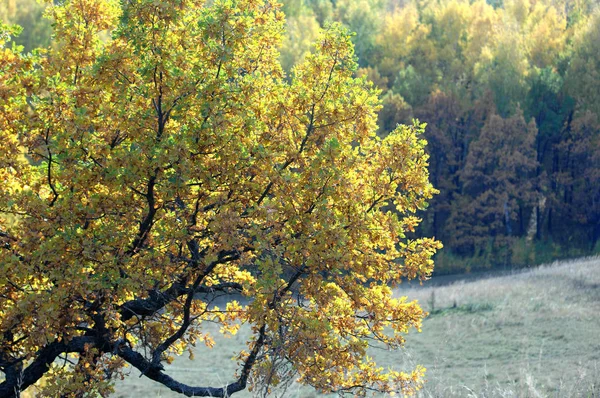 Autumn — Stock Photo, Image