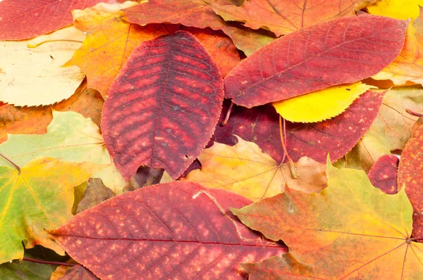 Autumn Leaves. — Stock Photo, Image