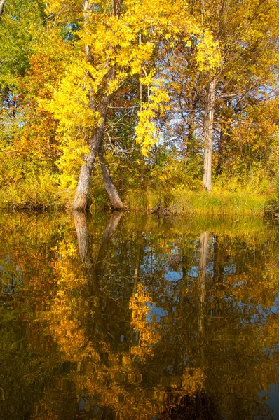 Río Otoño, Árboles de otoño en oro —  Fotos de Stock