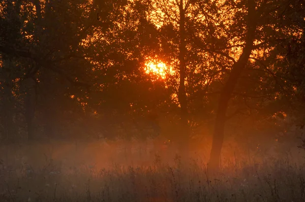 Fall forest, fog, morning, evening, bright yellow sun. Rare beau Stock Photo