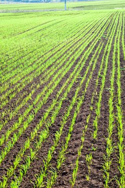 Sonbahar, kış bitkileri tahıl vuruyor