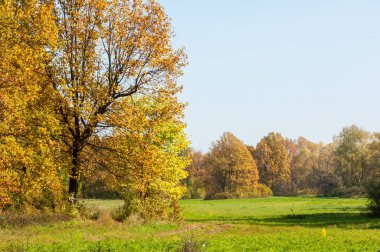 Sonbahar manzarası. Milli parktaki güzel sonbahar ormanı.
