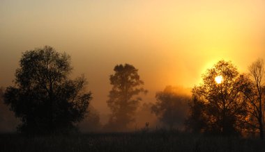 Sonbahar, altın yaprakları, harika bir zaman gün sıcak