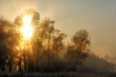 Sonbahar, altın yaprakları, harika bir zaman gün sıcak