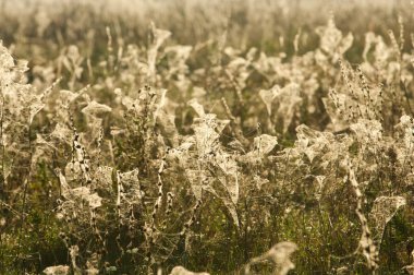 portrét pohledný mladý muž proti světle šedé pozadí