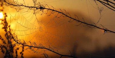 portrét pohledný mladý muž proti světle šedé pozadí