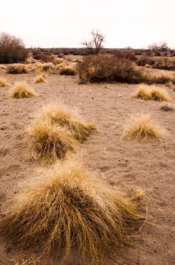 sonbahar Frost'un çim ve ağaçların üzerinde