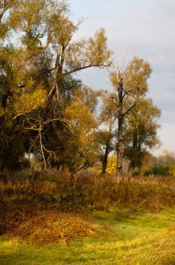Sonbahar, altın yaprakları, harika bir zaman gün sıcak
