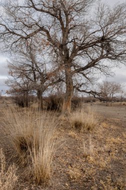 sonbahar Frost'un çim ve ağaçların üzerinde