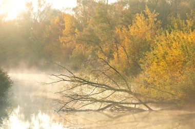 Sonbahar, altın yaprakları, harika bir zaman gün sıcak