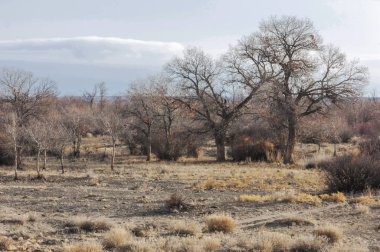 sonbahar Frost'un çim ve ağaçların üzerinde