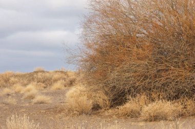 sonbahar Frost'un çim ve ağaçların üzerinde