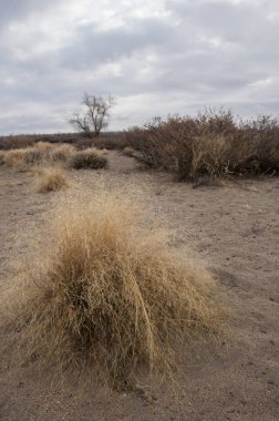 sonbahar Frost'un çim ve ağaçların üzerinde