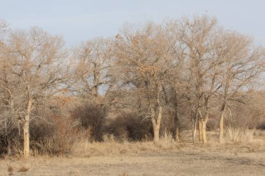 sonbahar Frost'un çim ve ağaçların üzerinde