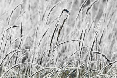 sonbahar Frost'un çim ve ağaçların üzerinde