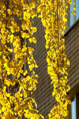 sonbahar park. sonunda geri. 