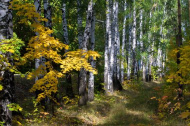 Sonbahar, Güz, yaprak sonbahar, sonbahar yaprak