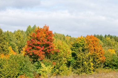 Sonbahar için harika bir zaman