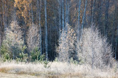 sonbahar park. sonunda geri. 