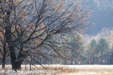 sonbahar Frost'un çim ve ağaçların üzerinde