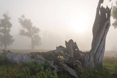 sonbahar park. sonunda geri. 
