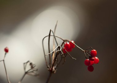 Rowan. rowanberry. Üvez ağacı. Üvez. yaban kül