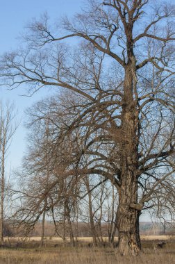 sonbahar park. sonunda geri. 