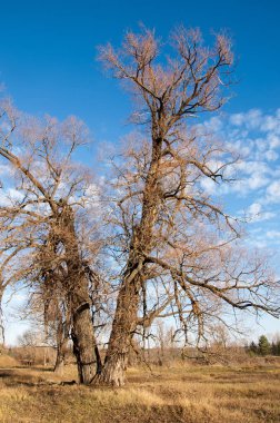 sonbahar park. sonunda geri. 