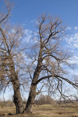 sonbahar park. sonunda geri. 