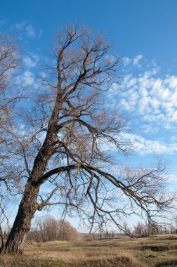 sonbahar park. sonunda geri. 