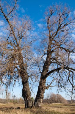 sonbahar park. sonunda geri. 