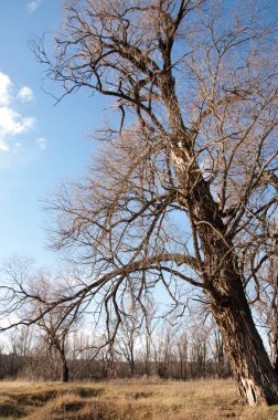 sonbahar park. sonunda geri. 