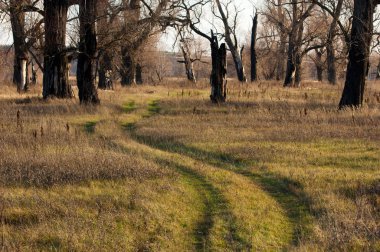 sonbahar Frost'un çim ve ağaçların üzerinde