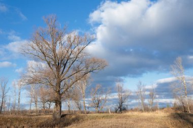 sonbahar Frost'un çim ve ağaçların üzerinde