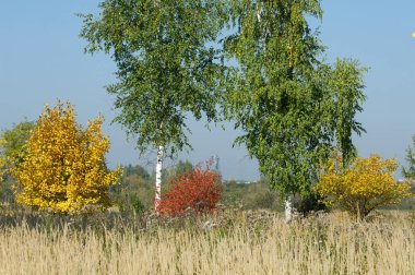 Sonbahar, Güz, yaprak sonbahar, sonbahar yaprak