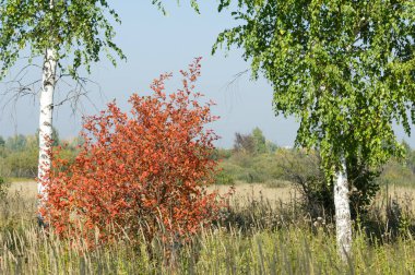 Sonbahar, Güz, yaprak sonbahar, sonbahar yaprak