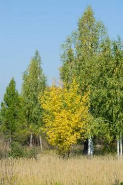 Sonbahar, Güz, yaprak sonbahar, sonbahar yaprak