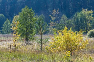Sonbahar, Güz, yaprak sonbahar, sonbahar yaprak