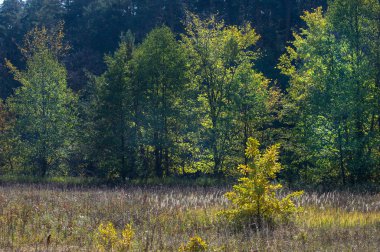 Sonbahar, Güz, yaprak sonbahar, sonbahar yaprak