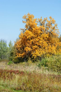 Sonbahar, Güz, yaprak sonbahar, sonbahar yaprak